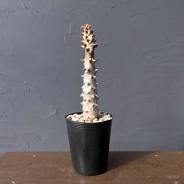 パキポディウム：sp.バロニー　3.5号鉢入り