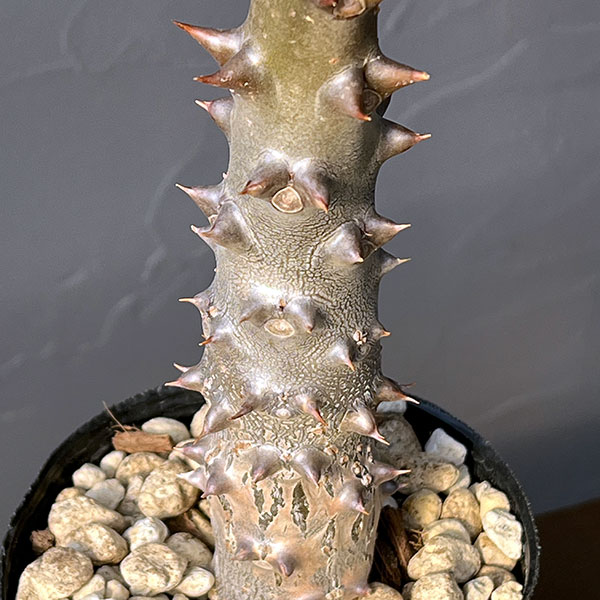 パキポディウム：sp.バロニー　3.5号鉢入り