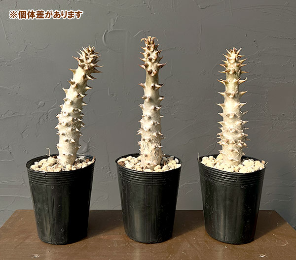 パキポディウム：sp.バロニー　3.5号鉢入り