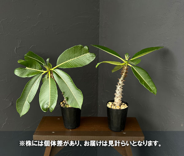 園芸ネット本店｜パキポディウム：sp.バロニー 3.5号鉢入り の通販【公式】