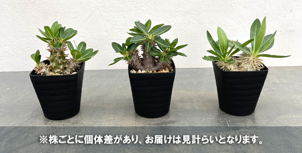 パキポディウム：デンシフローラム　3.5号鉢入り