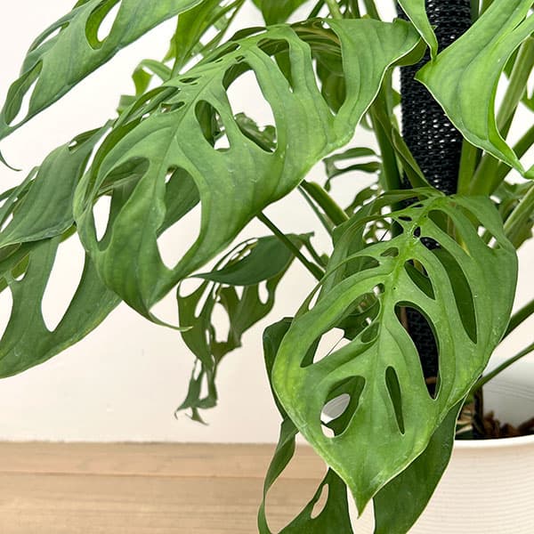 モンステラ：エピプレムノイデス エスケレート　8号鉢植え