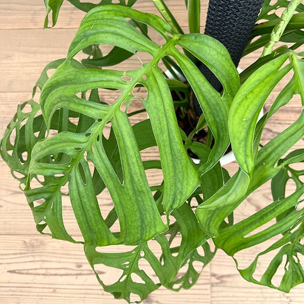 モンステラ：エピプレムノイデス エスケレート　8号鉢植え