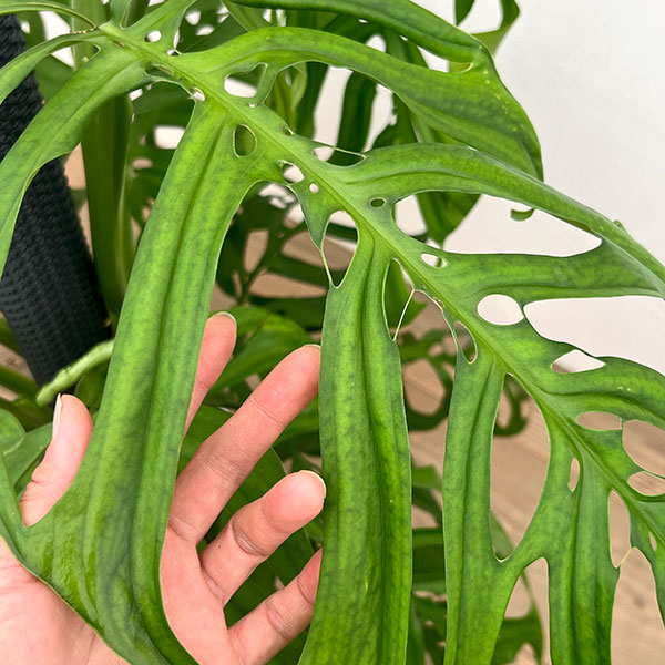 モンステラ：エピプレムノイデス エスケレート　8号鉢植え
