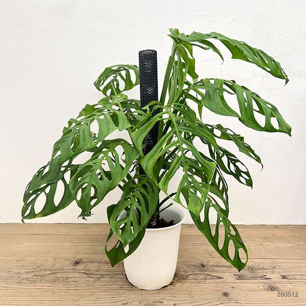 モンステラ：エピプレムノイデス エスケレート　8号鉢植え