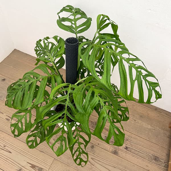 モンステラ：エピプレムノイデス エスケレート　8号鉢植え