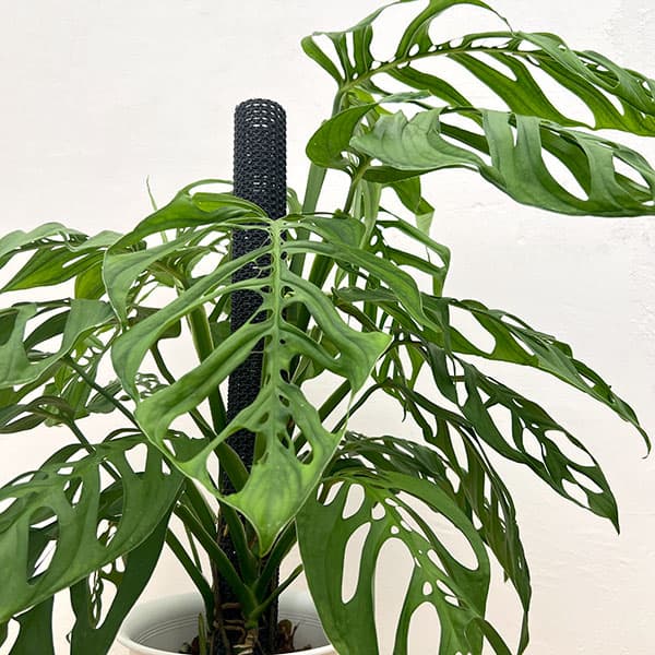 モンステラ：エピプレムノイデス エスケレート　8号鉢植え
