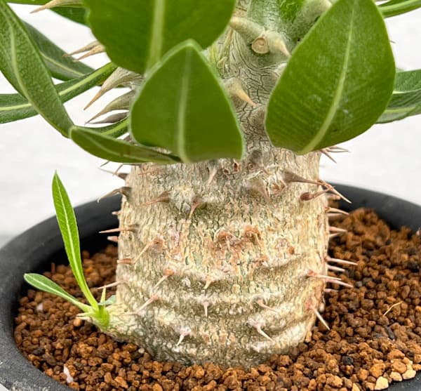 パキポディウム:ホロンベンセ 3号鉢植え*