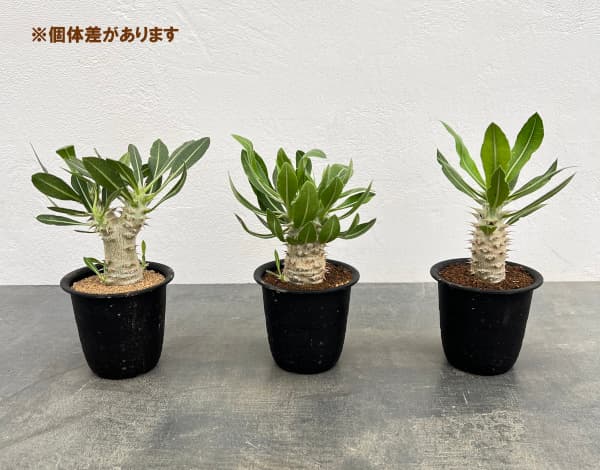 パキポディウム:ホロンベンセ 3号鉢植え*