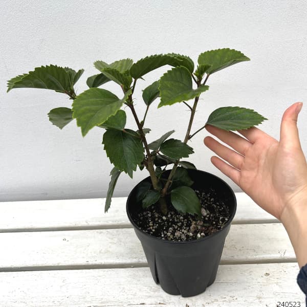 [26年6月中下旬予約]ハイビスカス：コメットピーチ 5号鉢植え