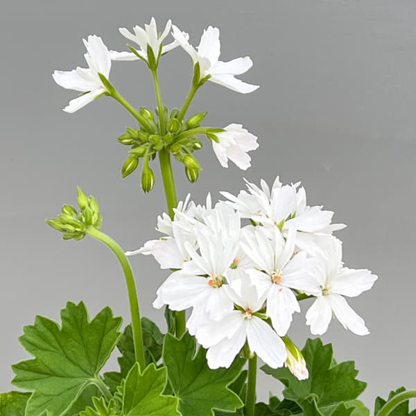 ゼラニウム：スターリー　ピュアホワイト4.5号鉢