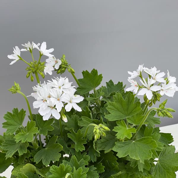 ゼラニウム：スターリー　ピュアホワイト4.5号鉢