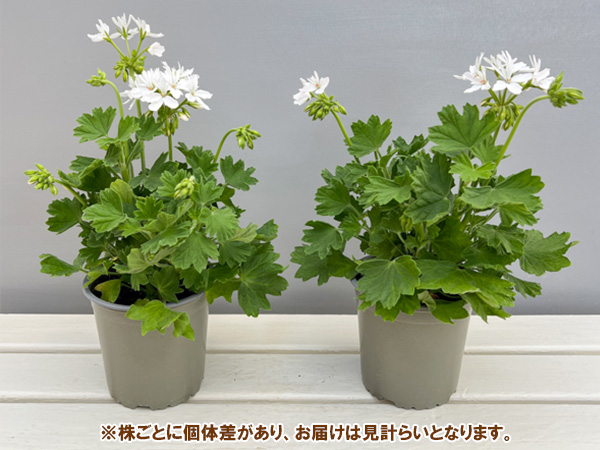 ゼラニウム：スターリー　ピュアホワイト4.5号鉢