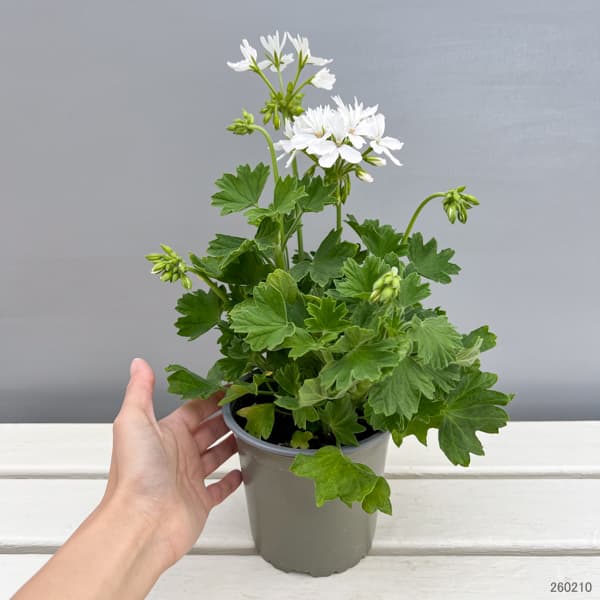 ゼラニウム：スターリー　ピュアホワイト4.5号鉢