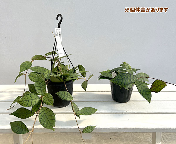 ホヤ：カリストフィラ　3.5号ポット*