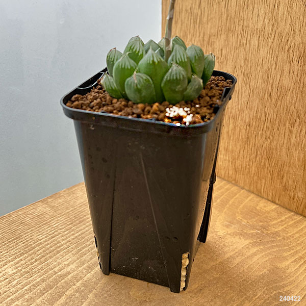 ハオルチア：水晶オブツーサ　2.5号スクエア鉢