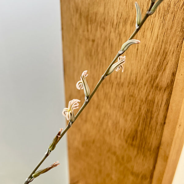 ハオルチア：水晶オブツーサ　2.5号スクエア鉢