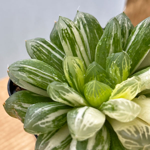 園芸ネット本店｜ハオルチア：オブツーサ交配錦 2.5号スクエア鉢 の