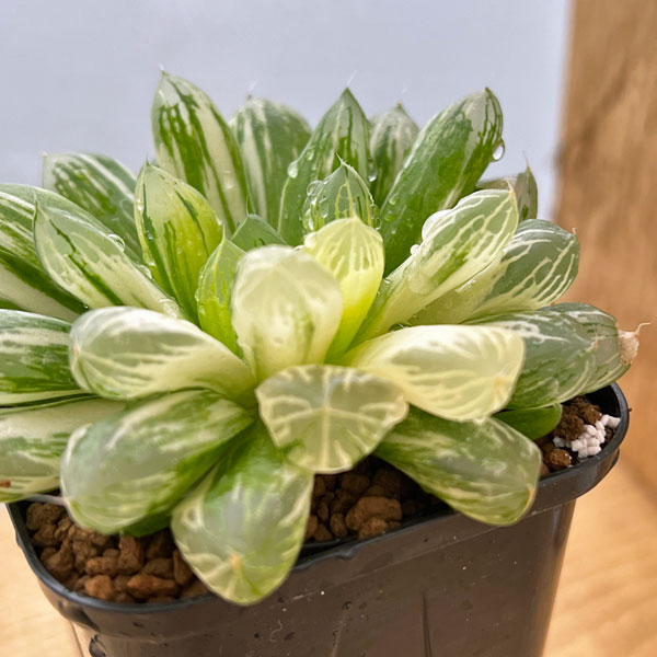 ☆☆万象交配錦＊群生＊ハオルチア＊錦☆☆ 2025年最新】ハオルチア万象錦の人気アイテム - メルカリ