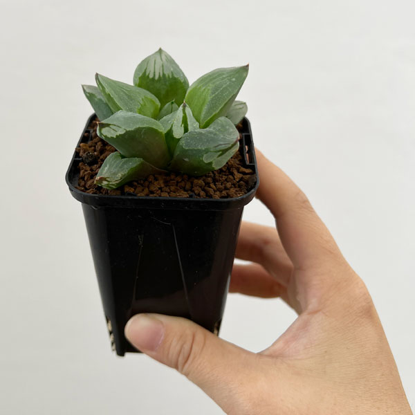 31d ハオルチア　多肉植物　ピグマエアミュータント実生錦　自家繁殖 多肉植物：ハオルチア ピグマエア ミュータント*幅8cm 現品