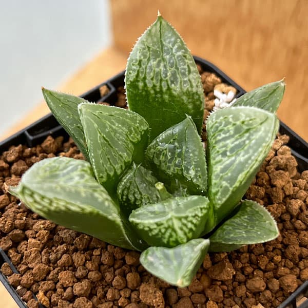 園芸ネット本店｜ハオルチア：グリーンウッディA 2.5号スクエア鉢 の