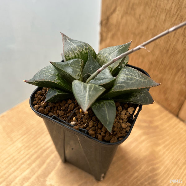 園芸ネット本店｜ハオルチア：紅雷光 2.5号スクエア鉢 の通販【公式】