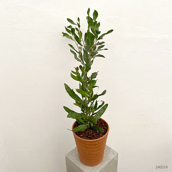 園芸ネット本店｜ハケア：ビクトリア7号素焼き鉢植え の通販【公式】