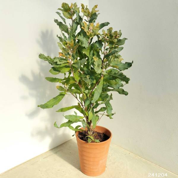 ハケア：ビクトリア7号素焼き鉢植え