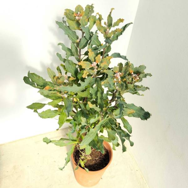 ハケア：ビクトリア7号素焼き鉢植え