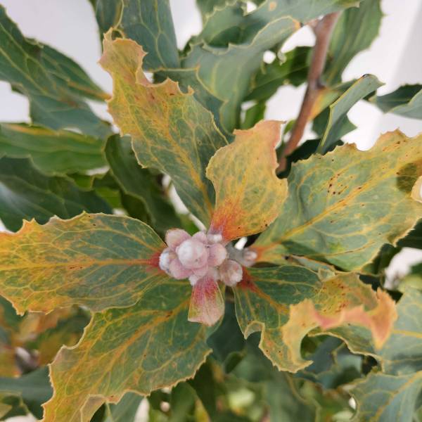 ハケア：ビクトリア7号素焼き鉢植え