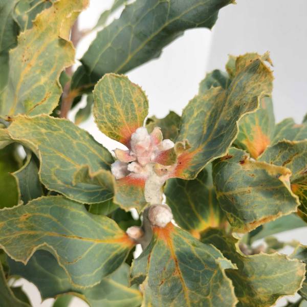 ビクトリア植木鉢 ビクトリア植木鉢 楽天市場】ヴィクトリア（花・ガーデン・DIY）の通販