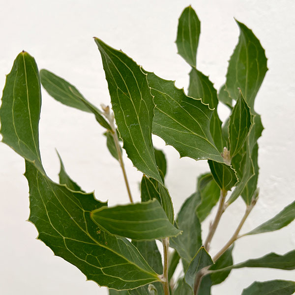 ハケア：ビクトリア7号素焼き鉢植え