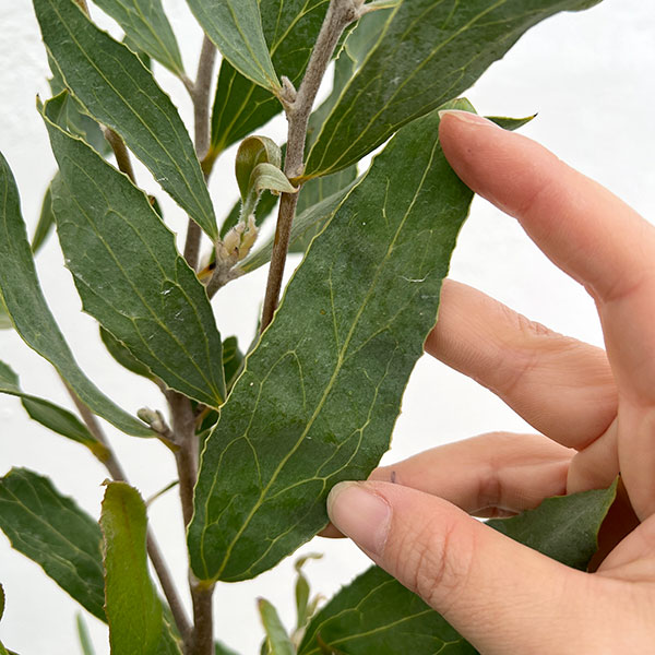 ハケア：ビクトリア7号素焼き鉢植え