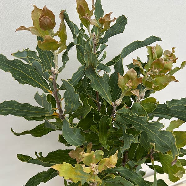 ビクトリア植木鉢 ビクトリア植木鉢 楽天市場】ヴィクトリア（花・ガーデン・DIY）の通販