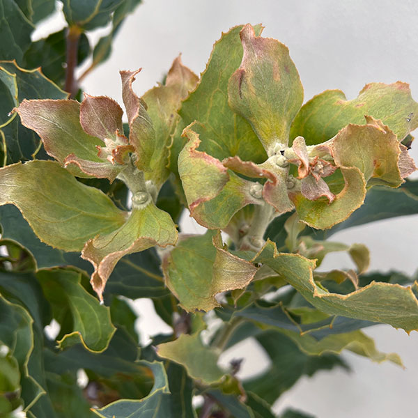 ハケア：ビクトリア7号素焼き鉢植え