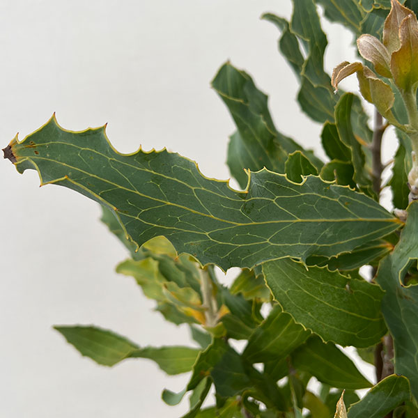 ハケア：ビクトリア7号素焼き鉢植え