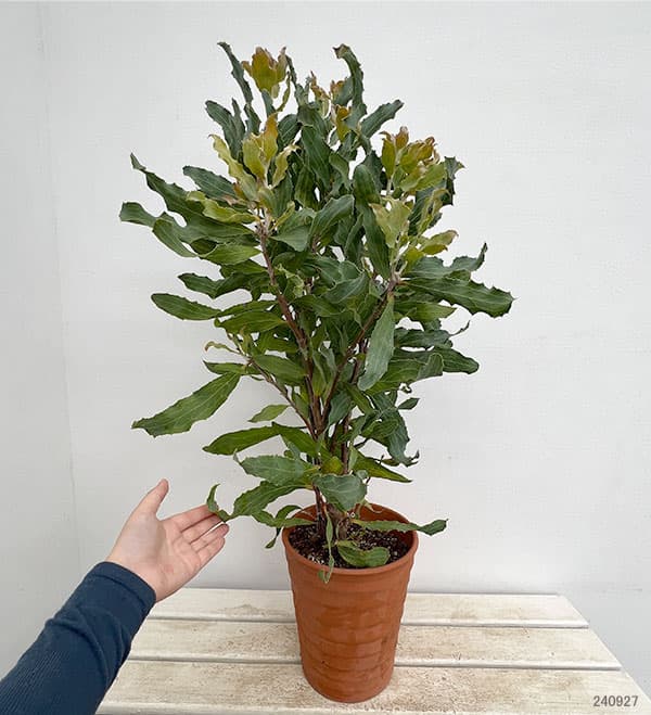 ハケア：ビクトリア7号素焼き鉢植え