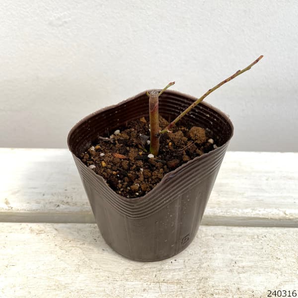 ブルーベリー（ラビットアイ系）：ウッダード3.5号ポット