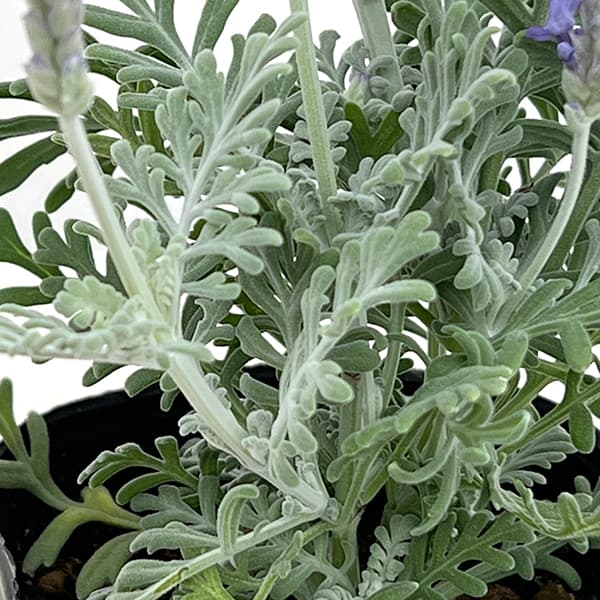 ラベンダー(レースラベンダー):中山さんのちょっと濃い色レースラベンダー3号ポット