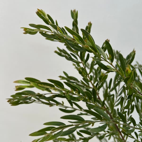アカシア：コグナータ（細葉）6号鉢植え