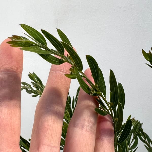 アカシア：コグナータ（細葉）6号鉢植え
