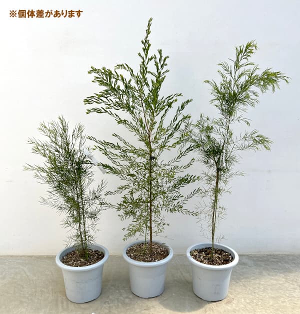 アカシア：コグナータ（細葉）6号鉢植え