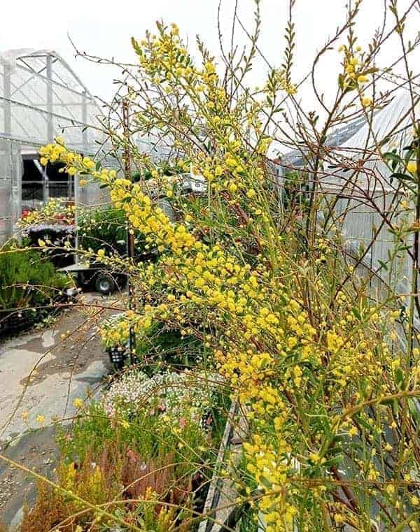 新品種アカシア「ゴールドチップ」7号鉢3本セット