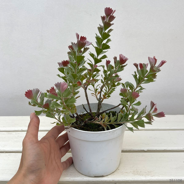 アデナンサス：クネータス（バスケットフラワー）4号ポット