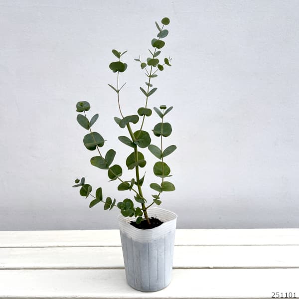 ユーカリ：グニーセレクト3号ポット