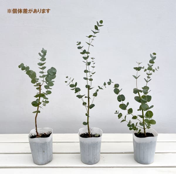 ユーカリ：グニーセレクト3号ポット