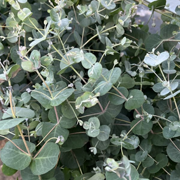 ユーカリ：グニーセレクト3号ポット