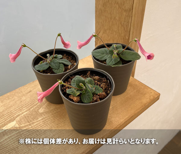 シンニンギア:カントリータイガー 3.5号鉢入り