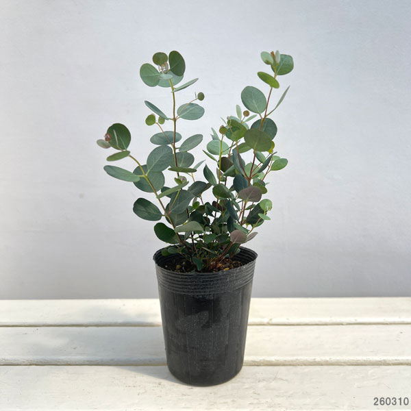 ユーカリ：ウェブステリアナ（リトルハート）4号ポット