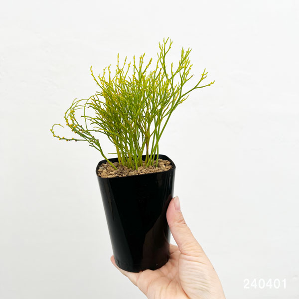 マツバラン：羽衣錦（ハゴロモニシキ）3号鉢植え